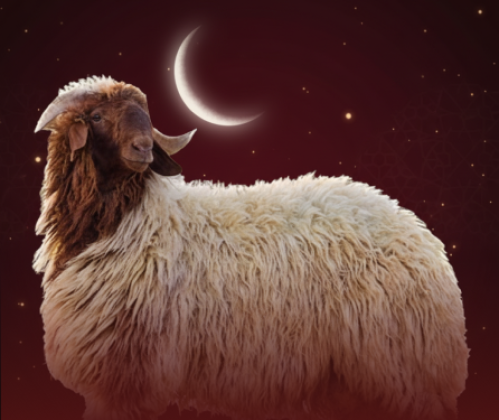 نعيمي وسط من3-4 شهر من 13-15 كـــ