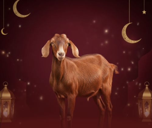 سواكني من ٦:٩شهور ( وزن من ٢٥:٢٠ كيلو )