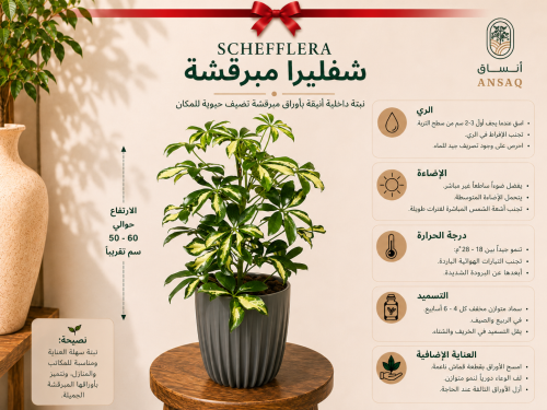 نبتة الشفليرا ( مبرقش ) مع مركن رمادي