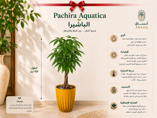 نبتة الباشيرا مع مركن اصفر انيق