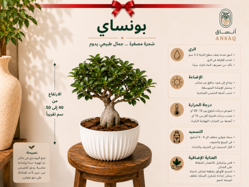 نبتة البونساي مع مركن ابيض انيق