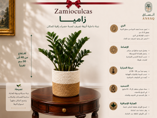 نبتة الزاميا مع مركن انيق