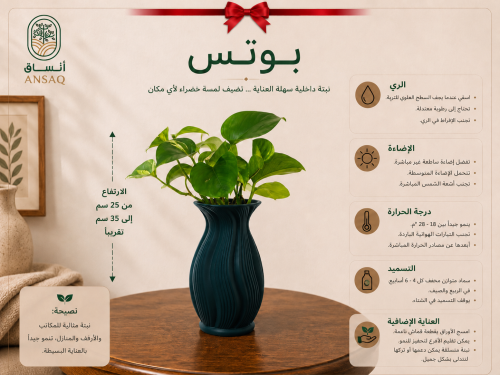 نبتة البوتس مع مركن آخضر انيق