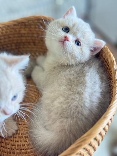 للبيع هاله - سكوتش ستريت Cy | انثى