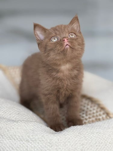 للبيع سيمو - برتش سينامون O | ذكر