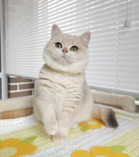 للبيع اريسكا - برتش شورت هير Ay12 | انثى