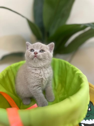 للبيع سالي - سكوتش ستريت ليلاك | انثى