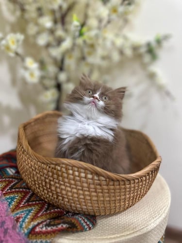 للبيع لانا - سكوتش ستريت بايكولور سينامون | انثى