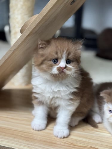 للبيع كراميل - سكوتش ستريت بايكولور سينامون | ذكر