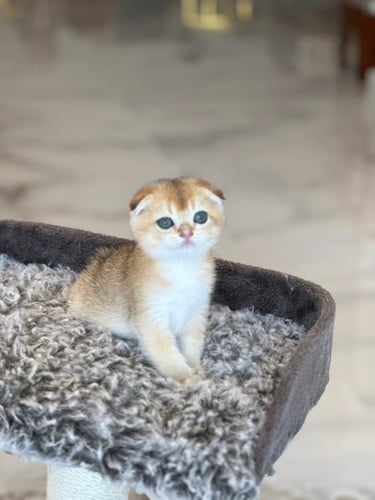 سكوتش دبل فولد Ny25 | انثى