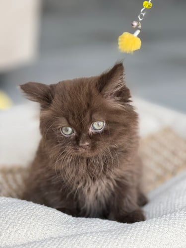 للبيع لوكا - برتش شكوليت B | ذكر