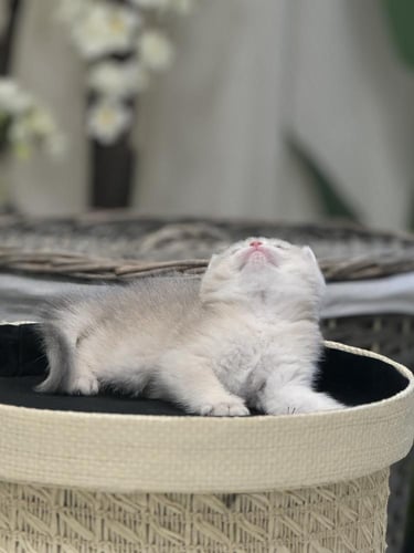 للبيع ميلاني - سكوتش ستريت Av11 | انثى