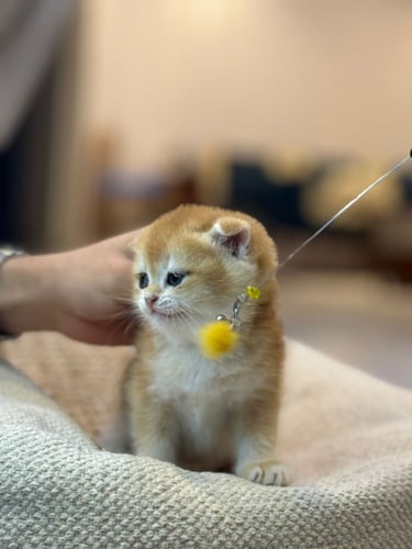 للبيع لولو - سكوتش سنقل فولد Nv12 انثى