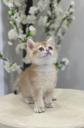 للبيع فيونا - برتش Nv12 | انثى