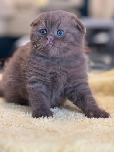 للبيع راكو - سكوتش دبل فولد شكوليت 2B | ذكر