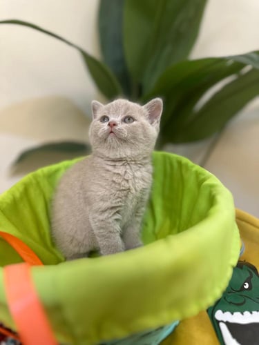 للبيع ليلي - سكوتش ستريت ليلاك | انثى