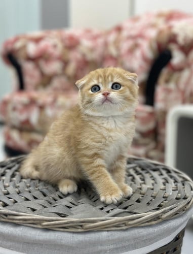 للبيع فيكتور - سكوتش دبل فولد Ny24 | ذكر