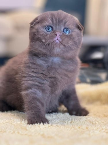 للبيع راكو - سكوتش دبل فولد شكوليت 2B | ذكر