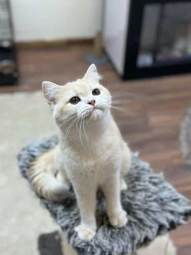 للبيع جورجينا - برتش بيور Cy12 | انثى منتجة