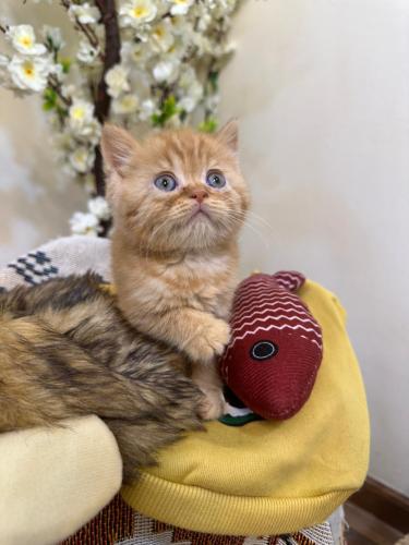 للبيع تايقر - سكوتش ستريت D-RED | ذكر