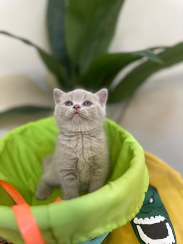 للبيع سالي - سكوتش ستريت ليلاك | انثى