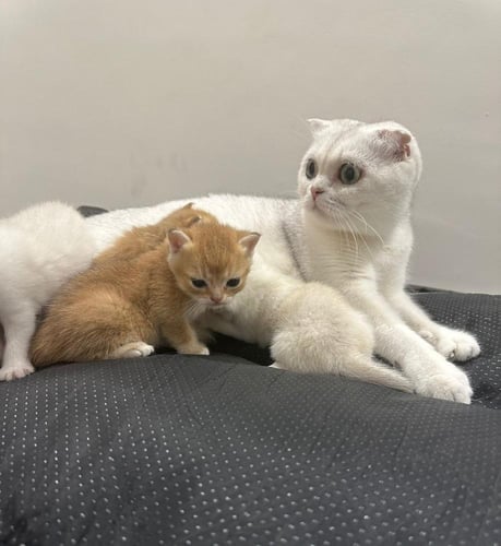 للبيع قلوريا - سكوتش دبل فولد Ns11 | انثى