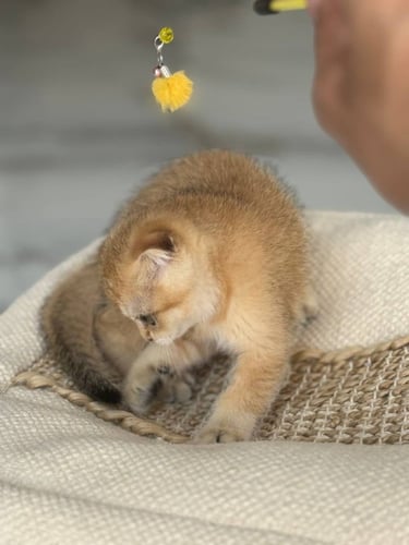 للبيع سكوتش دبل فولد Ny25 | انثى