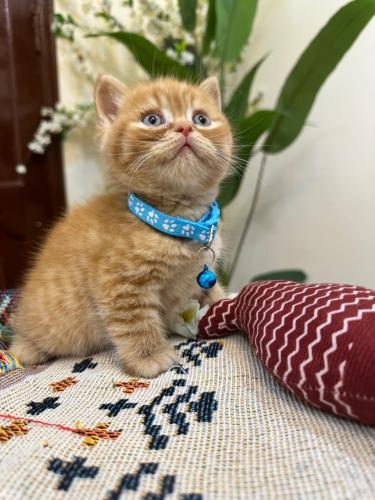 للبيع مشمش - سكوتش ستريت D-RED | ذكر