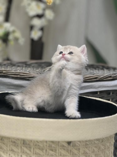 للبيع ميلاني - سكوتش ستريت Av11 | انثى