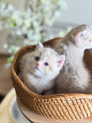 للبيع غيمه - سكوتش ستريت Cy | انثى