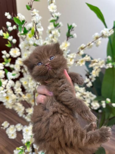 للبيع لوكو - سكوتش فولد لونق هير شكوليت B | ذكر