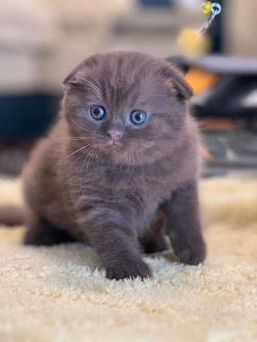 للبيع راكو - سكوتش دبل فولد شكوليت 2B | ذكر