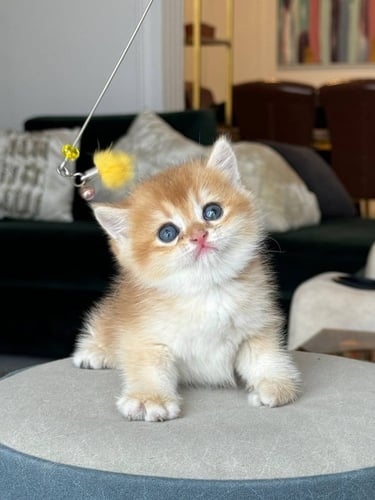 للبيع سمسم - سكوتش ستريت Nv12 | ذكر