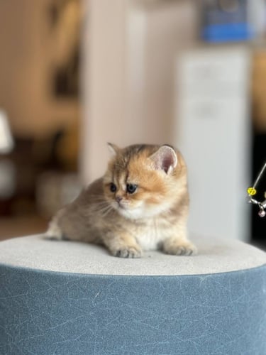 للبيع كوكي - سكوتش ستريت Ny25 | انثى