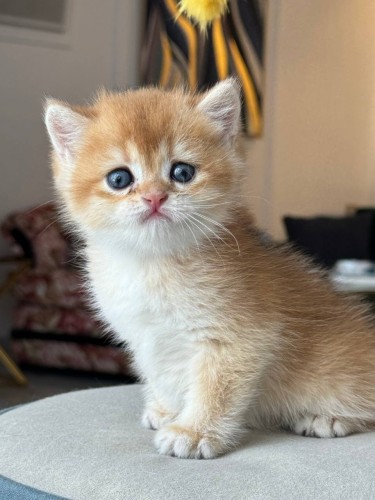 للبيع سمسم - سكوتش ستريت Nv12 | ذكر