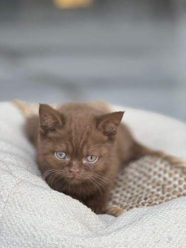 للبيع سيمو - برتش سينامون O | ذكر