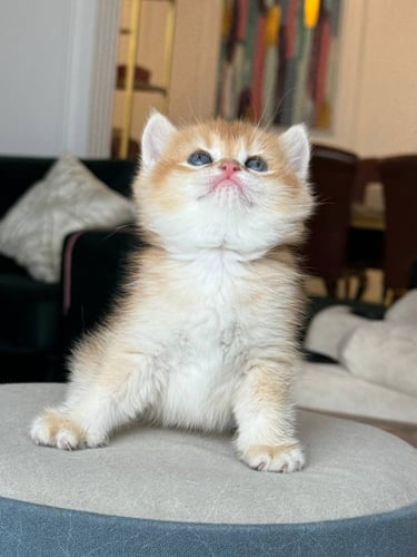 للبيع سمسم - سكوتش ستريت Nv12 | ذكر