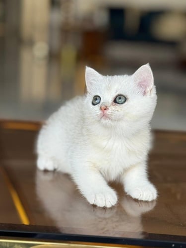 للبيع سكوتش ستريت Ns11 | انثى