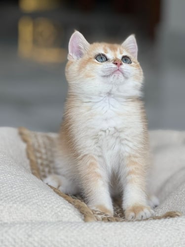 للبيع عسل - سكوتش ستريت Nv12 | ذكر