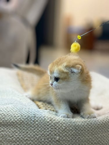 للبيع ريانا - سكوتش دبل فولد Nv12 انثى