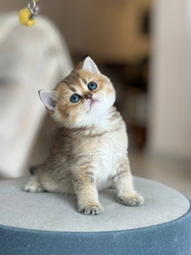 للبيع كوكي - سكوتش ستريت Ny25 | انثى