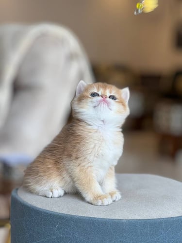 للبيع فستقه - سكوتش ستريت Nv12 | انثى