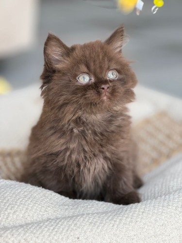 للبيع لوكا - برتش شكوليت B | ذكر