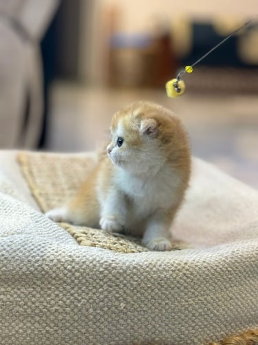 للبيع ريانا - سكوتش دبل فولد Nv12 انثى