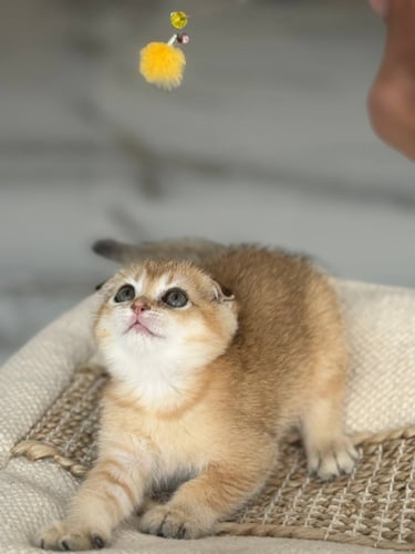 للبيع سكوتش دبل فولد Ny25 | انثى