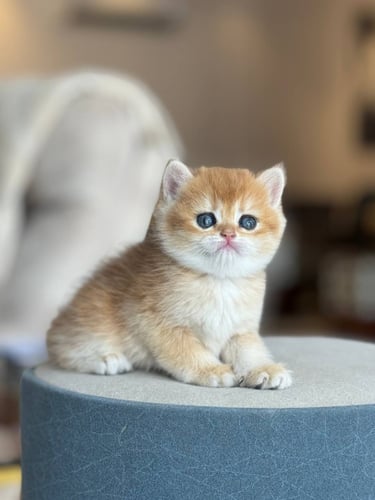 للبيع فستقه - سكوتش ستريت Nv12 | انثى