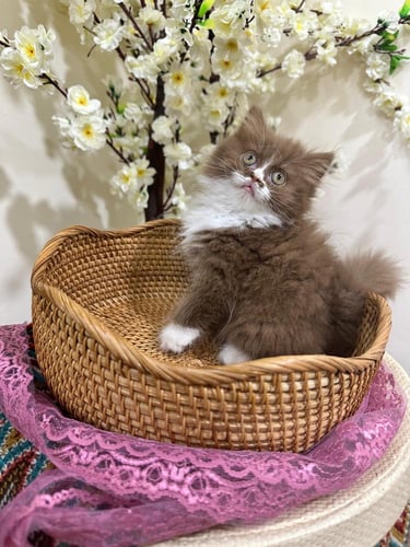 للبيع لانا - سكوتش ستريت بايكولور سينامون | انثى