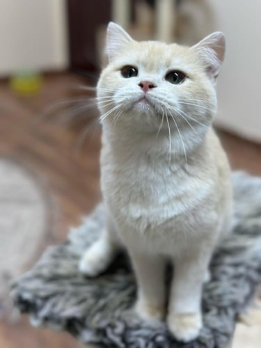 للبيع جورجينا - برتش بيور Cy12 | انثى منتجة