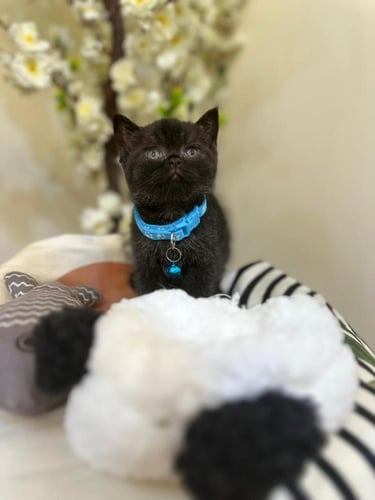 للبيع باتمان - سكوتش ستريت Black N | ذكر