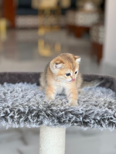 للبيع سكوتش سنقل فولد Ny25 | ذكر